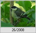 Junge Kohlmeise (Parus major)