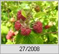 Himbeere (Rubus idaeus)