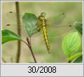 Groer Blaupfeil (Orthetrum cancellatum)