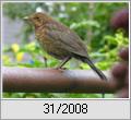 Amsel (Turdus merula)