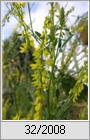 Steinklee (Melilotus officinalis)