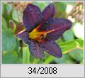 Taglilie (Hemerocallis)