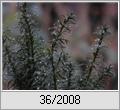 Eibe (Taxus baccata) im Regen