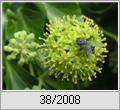 Graue Fleischfliege (Sarcophaga carnaria) auf Efeu-Blte