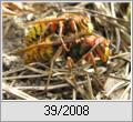 Hornisse (Vespa crabro)