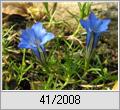 Herbstenzian (Gentiana sinoornata)