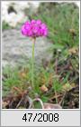 Grasnelke (Armeria maritima)