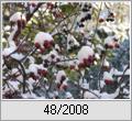 Hechtrose (Rosa glauca) im Winterschmuck