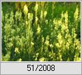 Gemeines Leinkraut (Linaria vulgaris)