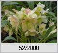 Christrose in Blte (Helleborus niger)