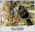 Amsel (Turdus merula) im Winter