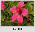 Chinesischer Roseneibisch (Hibiscus rosa-sinensis)