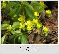 Winterling (Eranthis hyemalis)