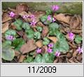 Vorfrhlings-Alpenveilchen (Cyclamen coum)