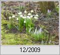 Mrzenbecher (Leucojum vernum)