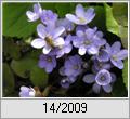 Leberblmchen (Hepatica nobilis)