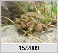 Wechselkrte (Bufo viridis)