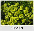 Zypressenwolfsmilch (Euphorbia cyparissias)
