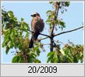 Eichelhher (Garrulus glandarius)