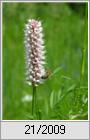 Schlangenknterich (Polygonum bistorta)