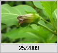 Tollkirsche (Atropa belladonna)