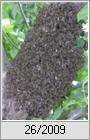 Schwarm der Honigbiene (Apis mellifera)