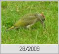 Junger Grnspecht (Picus viridis)