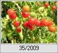 Rote Wildtomate (Lycopersicon pimpinelllifolium)