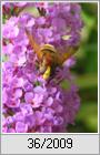 Hornissenschwebfliege (Volucella zonaria)