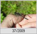 Schwarze Heidelibelle (Sympetrum danae)