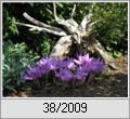 Herbstzeitlose (Colchicum autumnale)