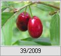 Kornelkirsche (Cornus mas)