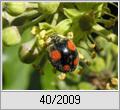 Zweipunkt (Adalia bipunctata)