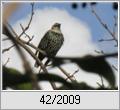 Star (Sturnus vulgaris)