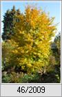 Goldener Herbst - Hainbuche (Carpinus betulus)