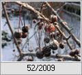 Japanischer Zierapfel (Malus floribunda)