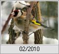 Stieglitz (Carduelis carduelis)