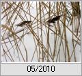 Schilfhalme (Phragmites australis)