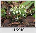 Schneeglckchen (Galanthus nivalis)