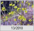 Kornelkirsche (Cornus mas)