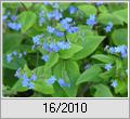 Groblttriges Kaukasusvergissmeinnicht (Brunnera macrophylla)