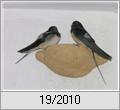 Rauchschwalben (Hirundo rustica)