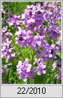 Nachtviole (Hesperis matronalis)