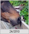 Pony mag junge Rauchschwalbe (Hirundo rustica)