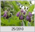 Beinwell (Symphytum officinale)