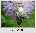 Vernderliche Krabbenspinne (Misumena vatia) mit Beute