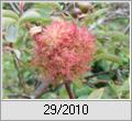Gemeine Rosengallwespe (Diplolepis rosae)