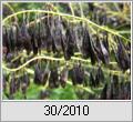 Samenschoten von Frberwaid (Isatis tinctoria)