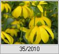 Fallschirm-Rudbeckie (Rudbeckia nitida)