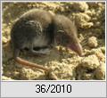 Gartenspitzmaus (Crocidura suaveolens)